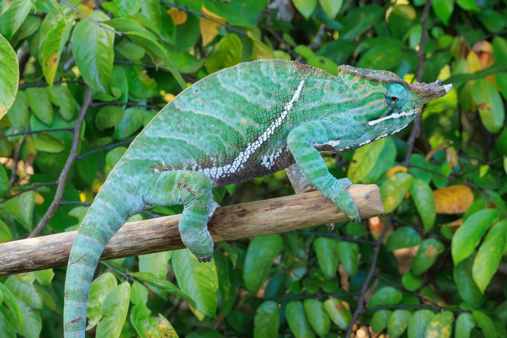 Chameleon