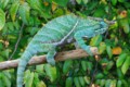 Chameleon