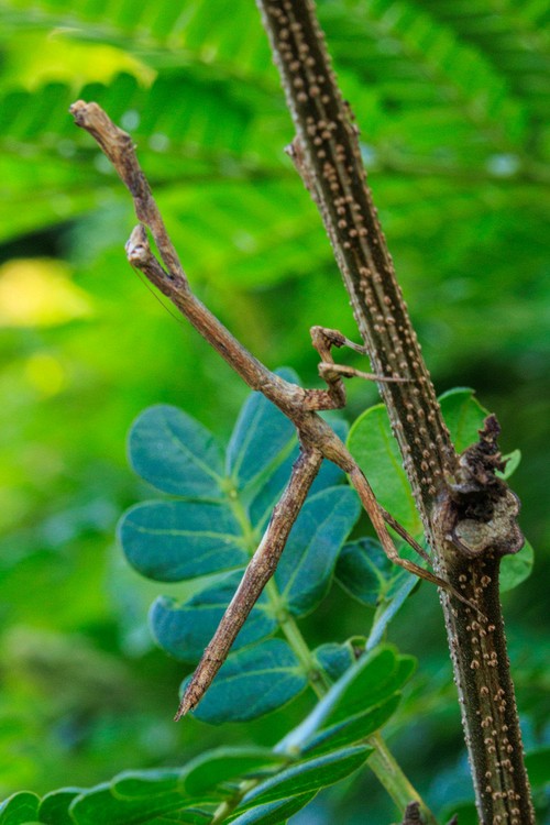 Stick insect