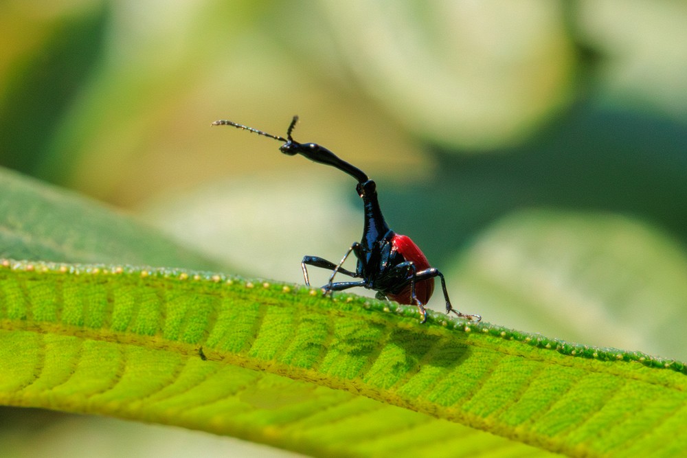 Giraffe Beetle
