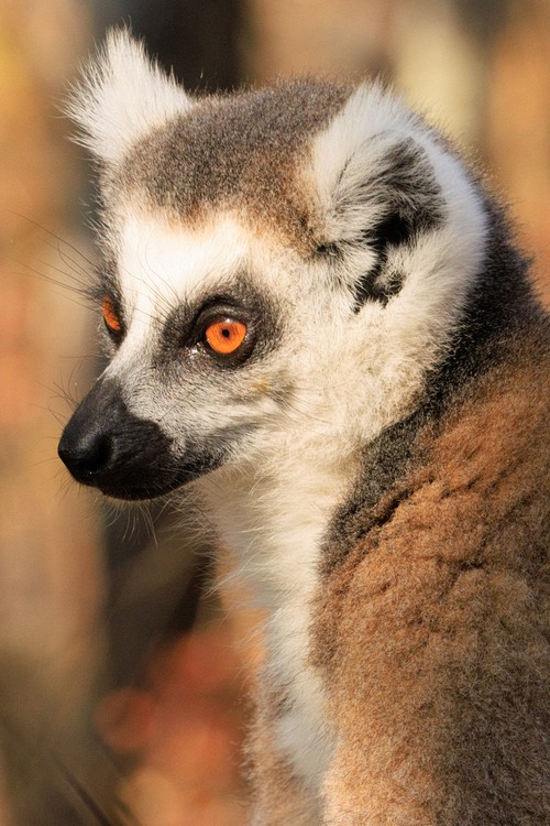Ring-tailed lemur