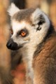 Ring-tailed lemur