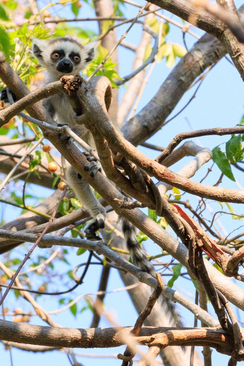 Ring-tailed lemur (pup)