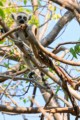 Ring-tailed lemur (pup)
