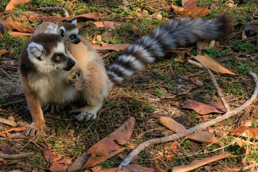 Ring-tailed lemurs (mother and pup)