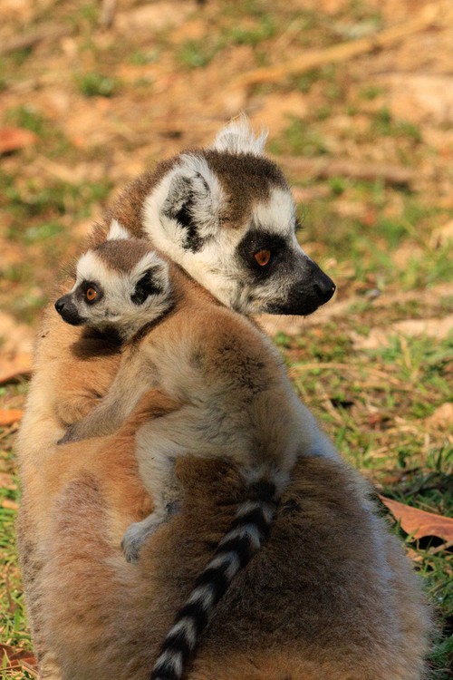 Ring-tailed lemurs (mother and pup)