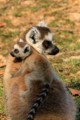 Ring-tailed lemurs (mother and pup)