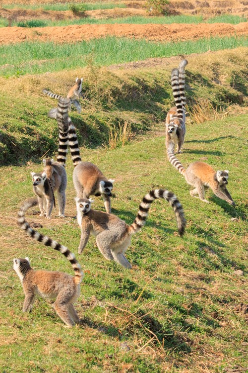 Ring-tailed lemurs