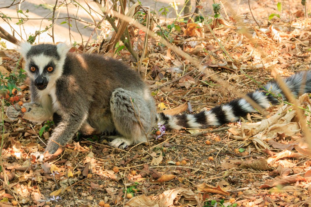 Ring-tailed lemur (eating fruit)