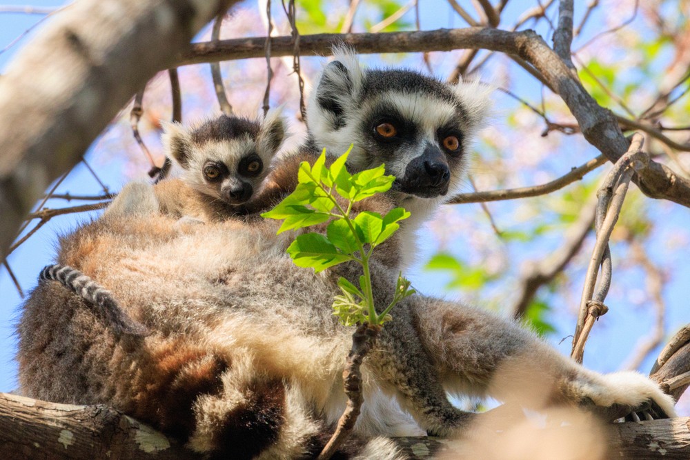 Ring-tailed lemurs (mother and pup)
