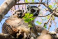 Ring-tailed lemurs (mother and pup)