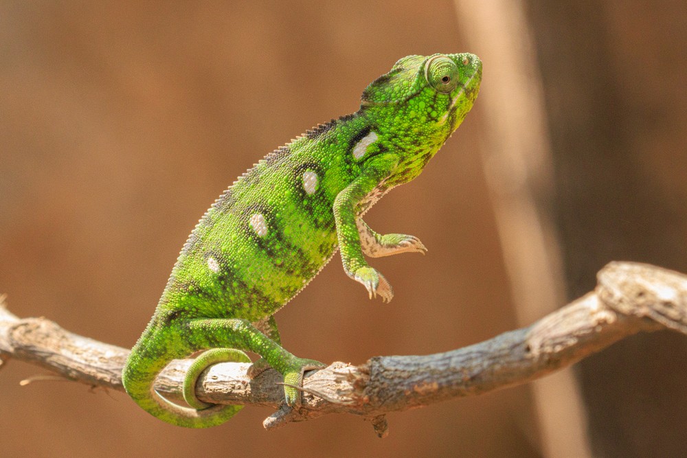 Chameleon