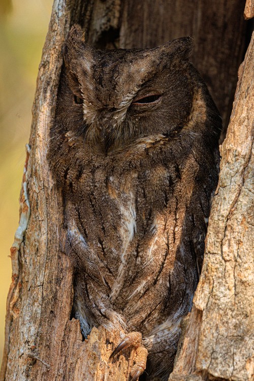 Madagascar scops owl