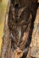 Madagascar scops owl