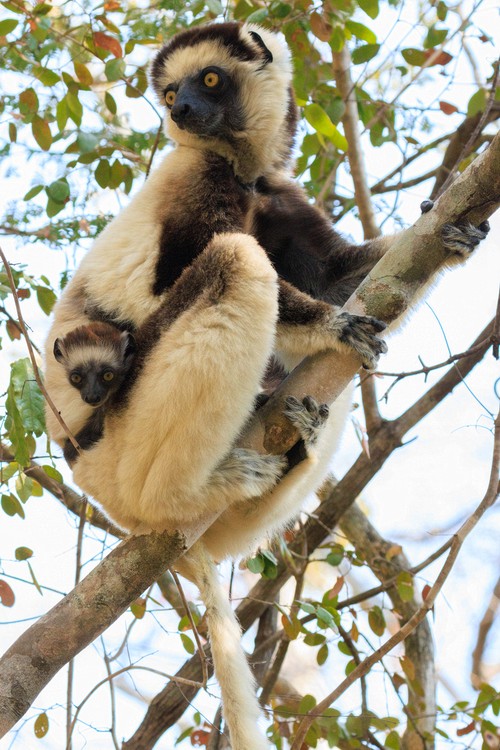 Verreaux's sifaka (mother and cub)