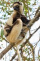 Verreaux's sifaka (mother and cub)
