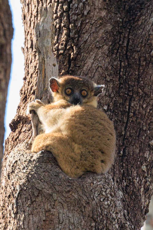 Sportive lemur