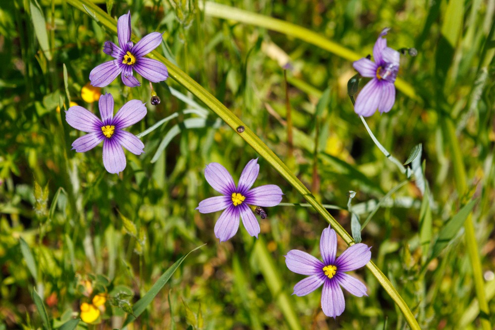 Blue-eyed Grass