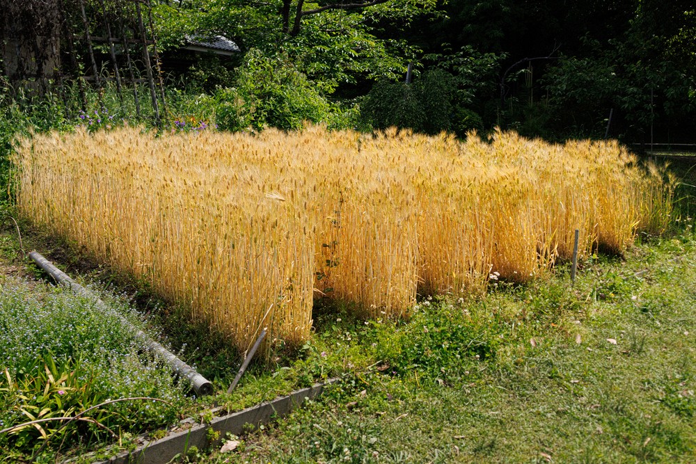 Open Air Museum of Old Japanese Farm Houses
