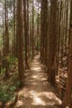 Kumano Kodo trail