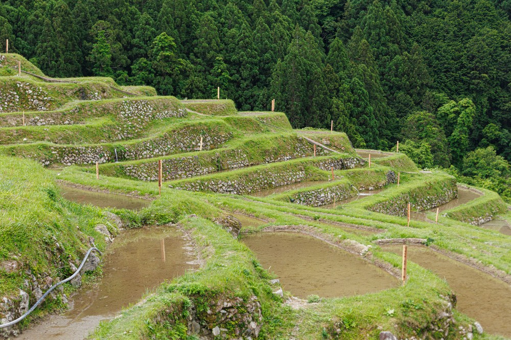 Maruyama Senmaida Rice Terraces