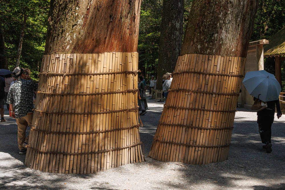 Ancient Cedars