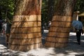 Ancient Cedars