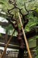 Ryoanji Goryonoshitacho