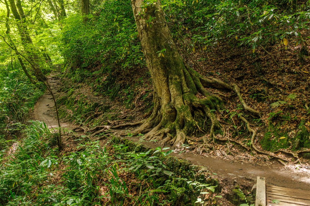 Mount Takao - Trail 6