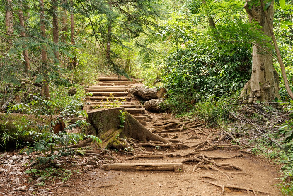 Mount Takao - Trail 1 (Inaryama Course)